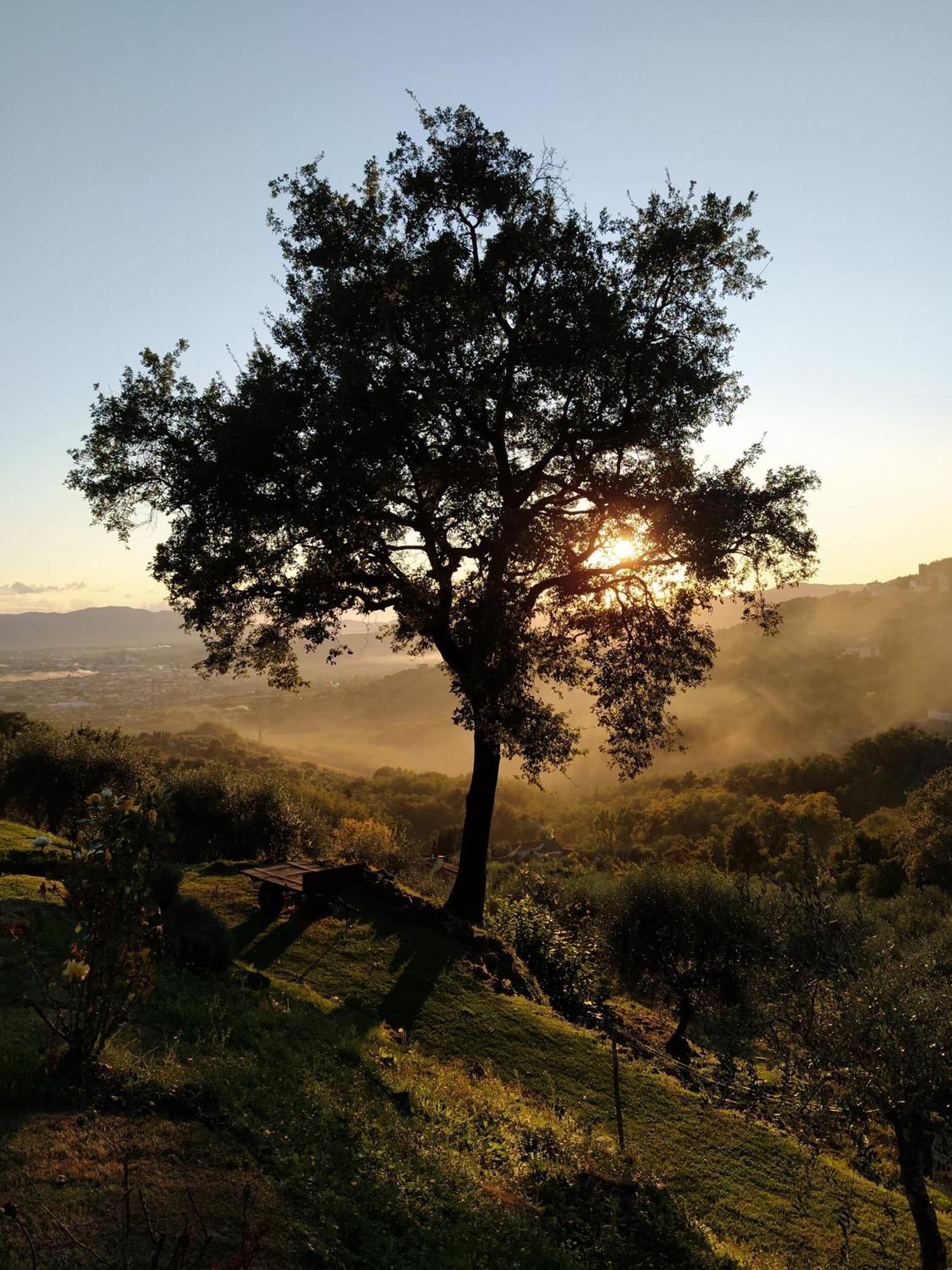 Agriturismo La Forestaria Capannori Eksteriør billede